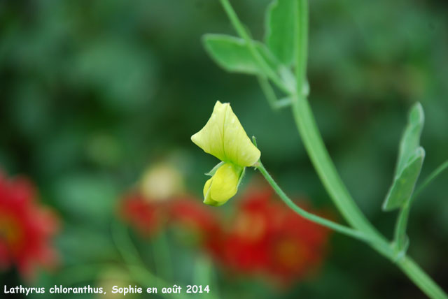 Lathyrus chloranthus